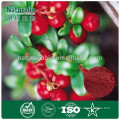 cranberry powdered extract/cranberry extract powder/cranberry extract uti